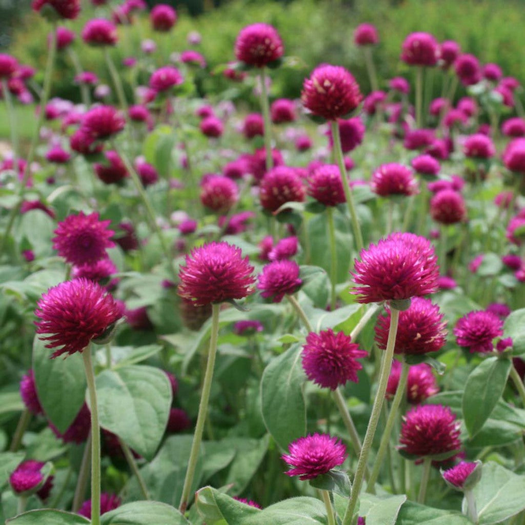Gnome Series Gomphrena Samen zur Aussaat