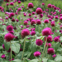 Gnome Series Gomphrena Samen zur Aussaat