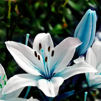 Blau weiß lilium blume samen for anpflanzung - shade tolerant, heirloom & gmo free samen for home garten
 
 sale samen for anpflanzung in home garten