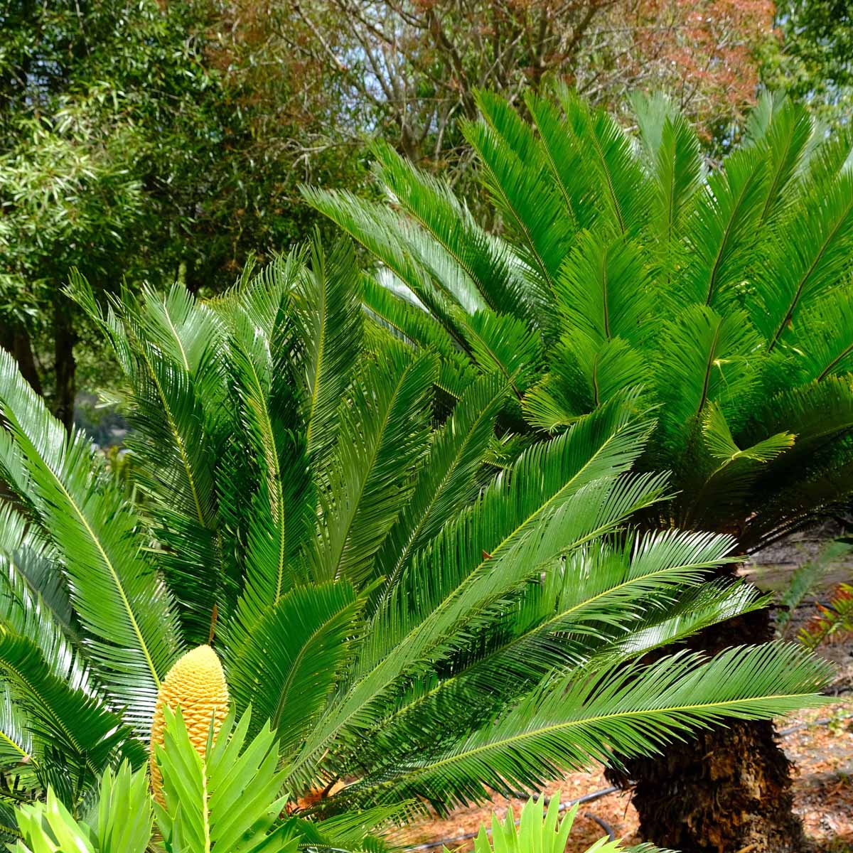 Cycas Blumensamen zur Aussaat – hochwertige Qualitäts- – Traditionssorte & ohne Gentechnik Samen Hausgarten