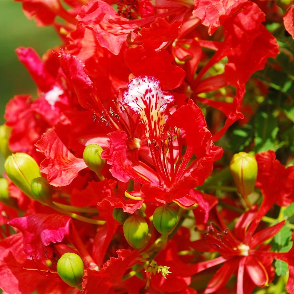 Delonix regia B6 Royal Poinciana – Flamboyant Flame Baum (Gulmohar)