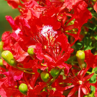 Delonix regia B6 Royal Poinciana – Flamboyant Flame Baum (Gulmohar)