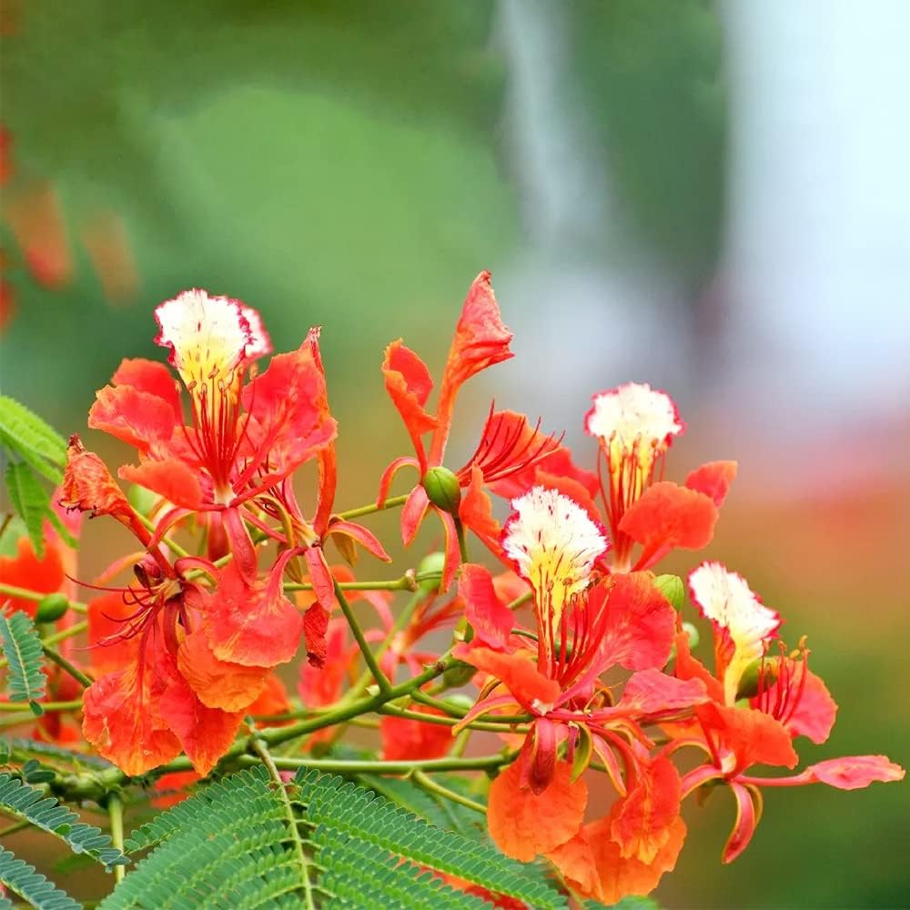 Delonix regia B6 Royal Poinciana – Flamboyant Flame Baum (Gulmohar)
