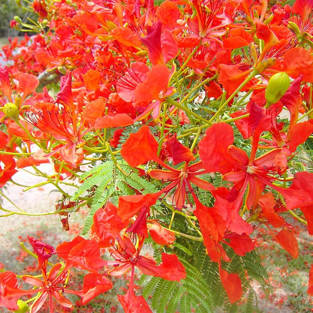 Delonix regia B6 Royal Poinciana – Flamboyant Flame Baum (Gulmohar)