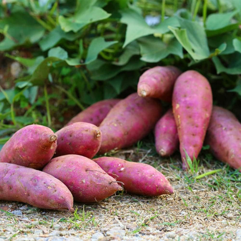 Süße potato gemüse samen aussaat