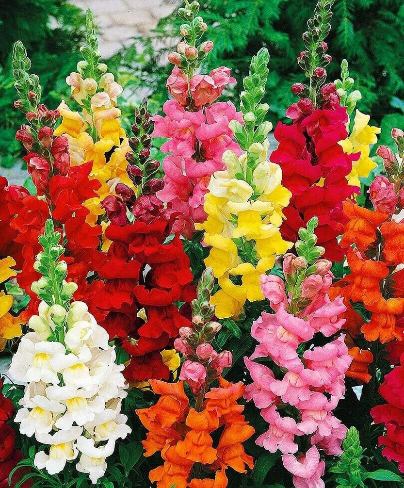 Snapdragon Blumensamen zur Aussaat farbenfroh einjährig & Biennial Garten Blüten