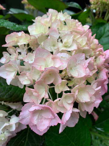Weiß rosa hydrangea samen blume samen for anpflanzung - sun loving, heirloom & gmo free samen for home garten
 
 sale samen for anpflanzung in home garten