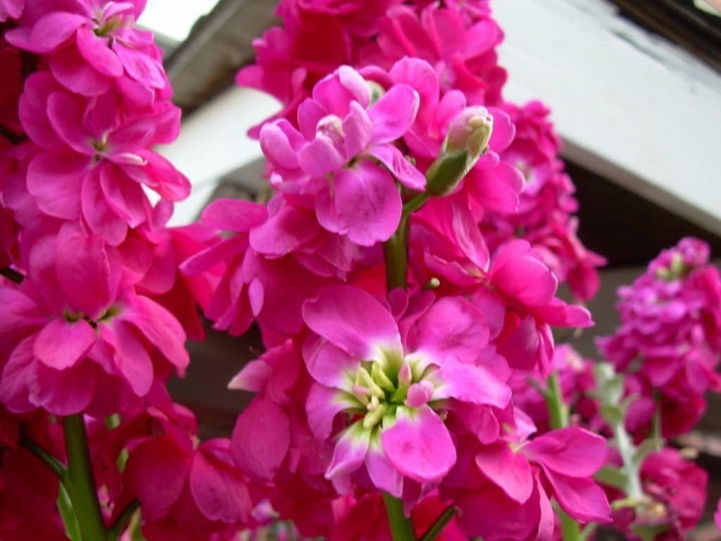 Rosa matthiola blume samen for anpflanzung - premium quality, heirloom & gmo free samen for home garten
 
 sale samen for anpflanzung in home garten