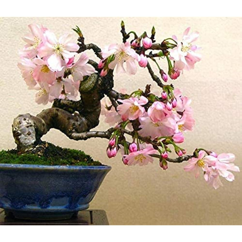 Tarassaco Samen – Bonsai Blumen – 100 Pcs% Genuine Biological Blume Domestic Gärten