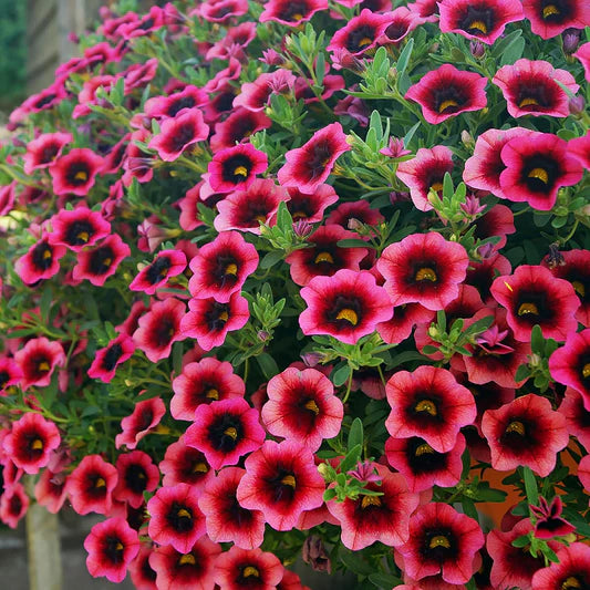 Futaba Petunie Kabloom Calibrachoa Samen Tinted Lila Blumensamen zur Aussaat pflegeleicht Traditionssorte & ohne Gentechnik Samen Hausgarten