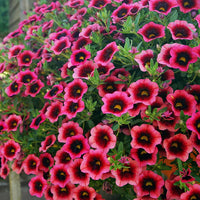 Futaba Petunie Kabloom Calibrachoa Samen Tinted Lila Blumensamen zur Aussaat pflegeleicht Traditionssorte & ohne Gentechnik Samen Hausgarten