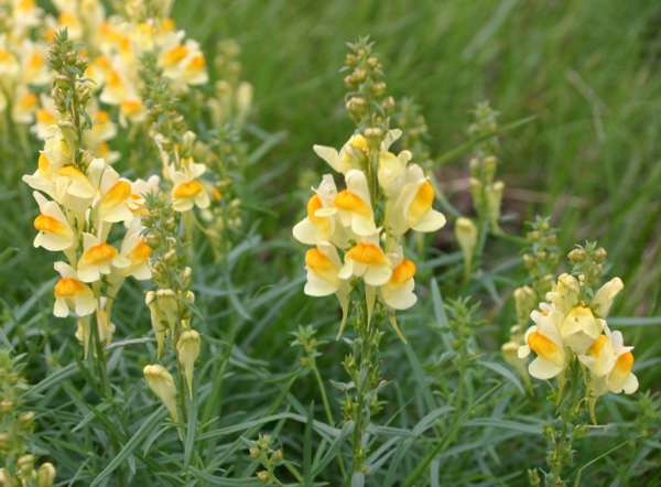 Toadflax Blumensamen zur Aussaat Halbschatten verträglich Traditionssorte & ohne Gentechnik Samen Hausgarten