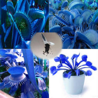 Blau (blau venus) samen for anpflanzung in home garten