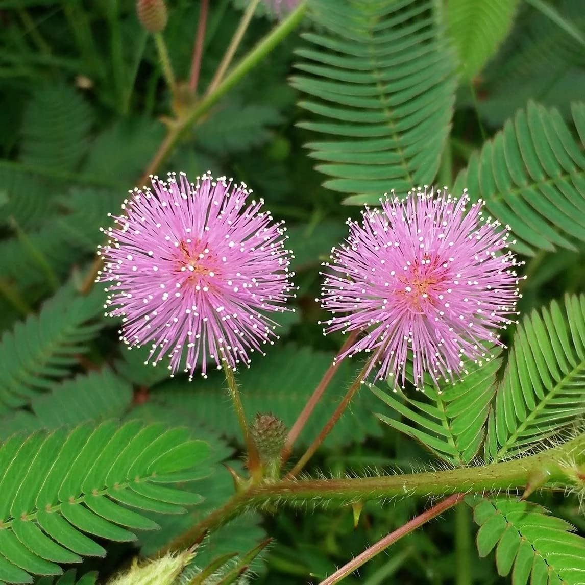 Mimosa pudica samen for anpflanzung: sensitive pflanze blume