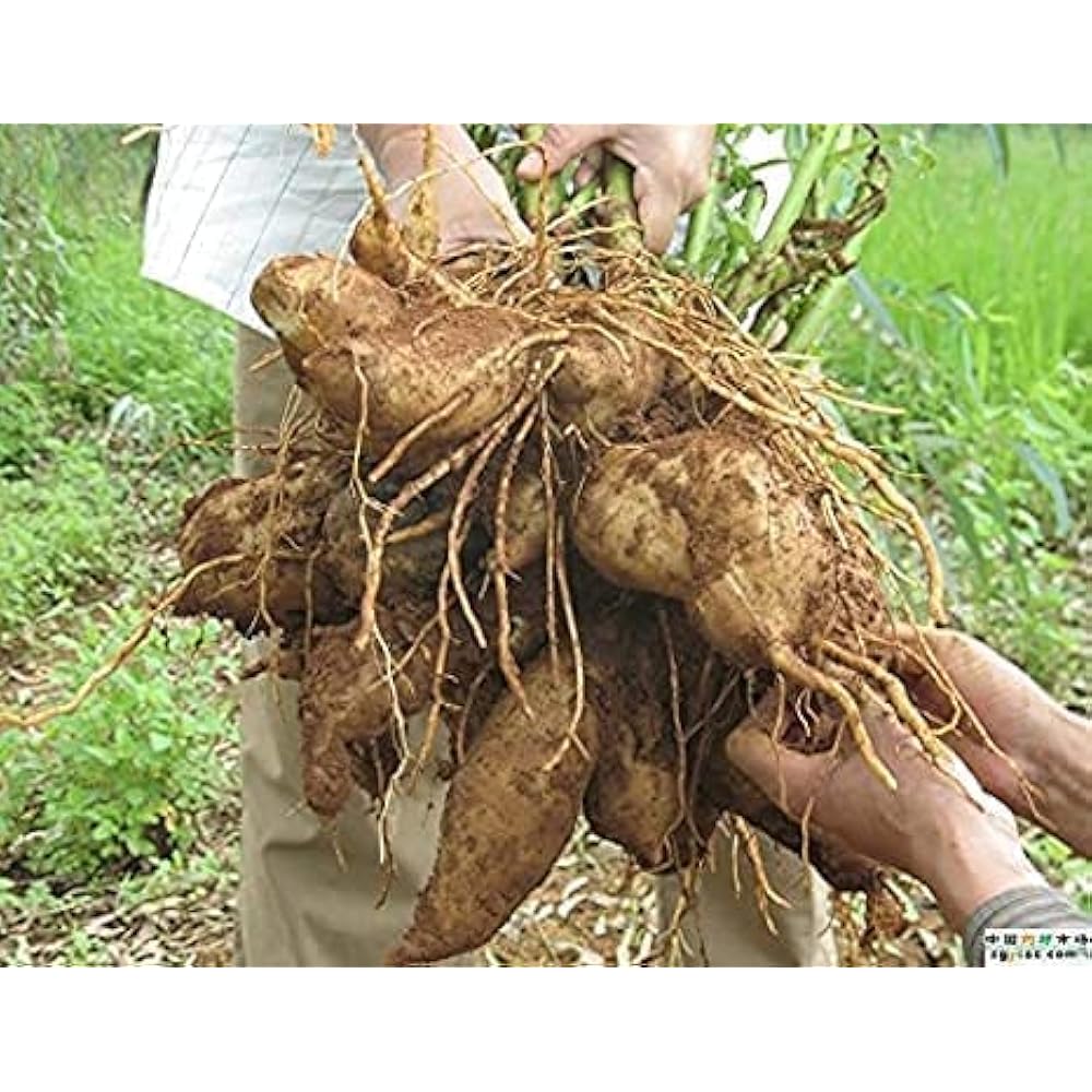 Yacon aussaat samen - grow fresh fruit at home gemüse samen
