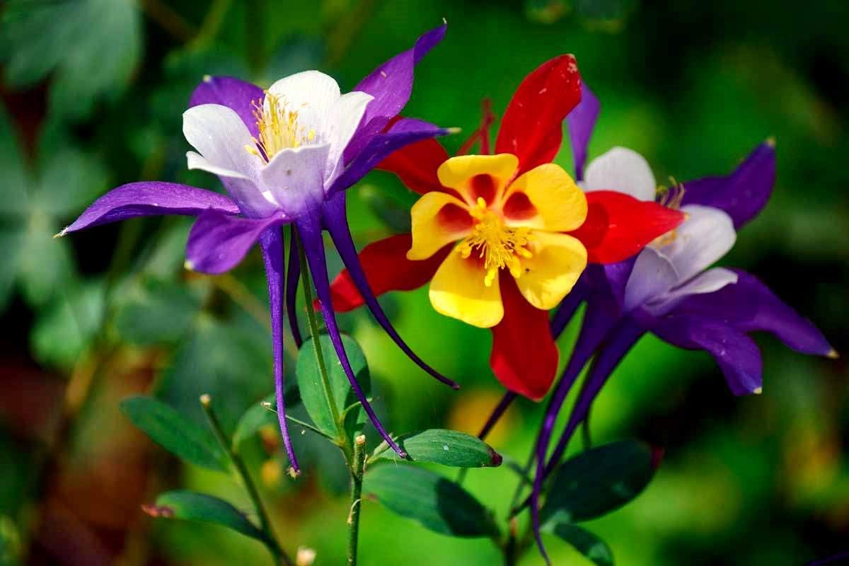 Aquilegia columbine samen for unique anpflanzung blume