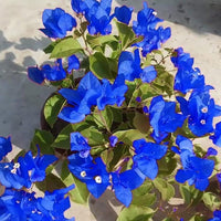 Blau (blau bougainvillea) samen for anpflanzung in home garten