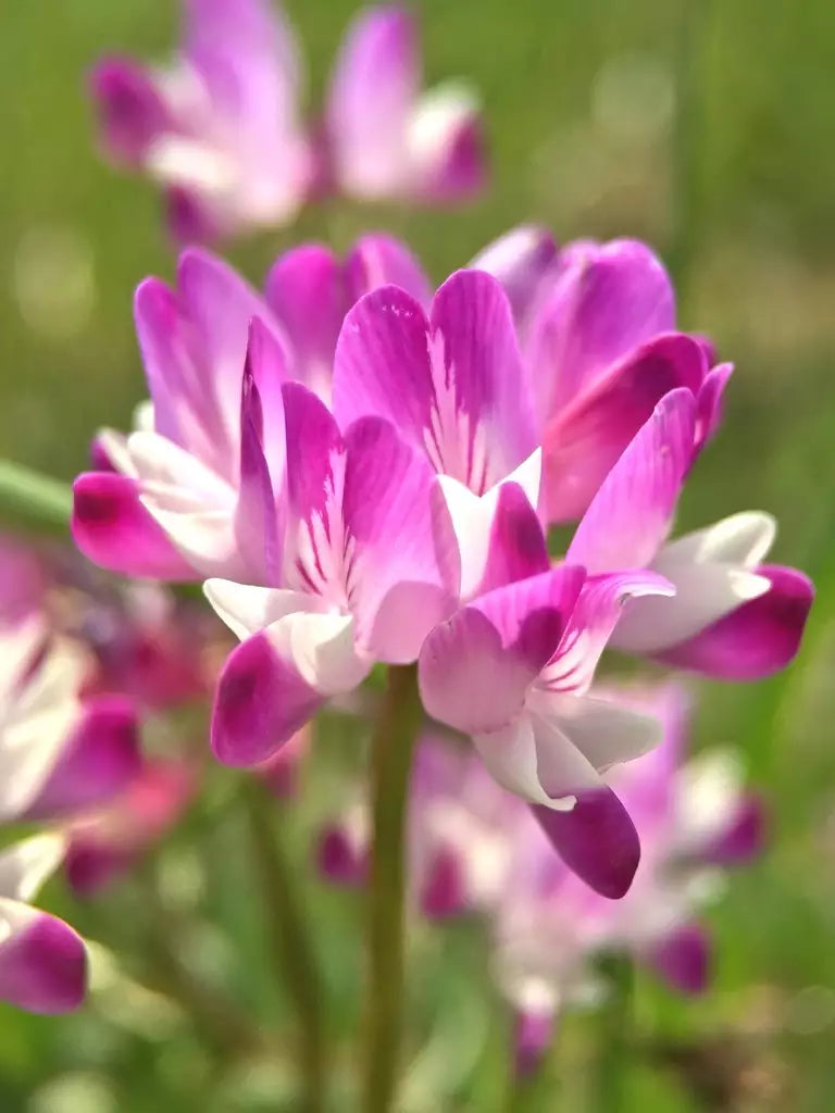Violet milkvetch sinicus blume samen for anpflanzung - fragrant blossoms, heirloom & gmo free samen for home garten
 
 sale samen for anpflanzung in home garten