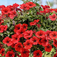 Rot Petunie Blumensamen zur Aussaat – lang Blüte Saison – Traditionssorte & ohne Gentechnik Samen Hausgarten
