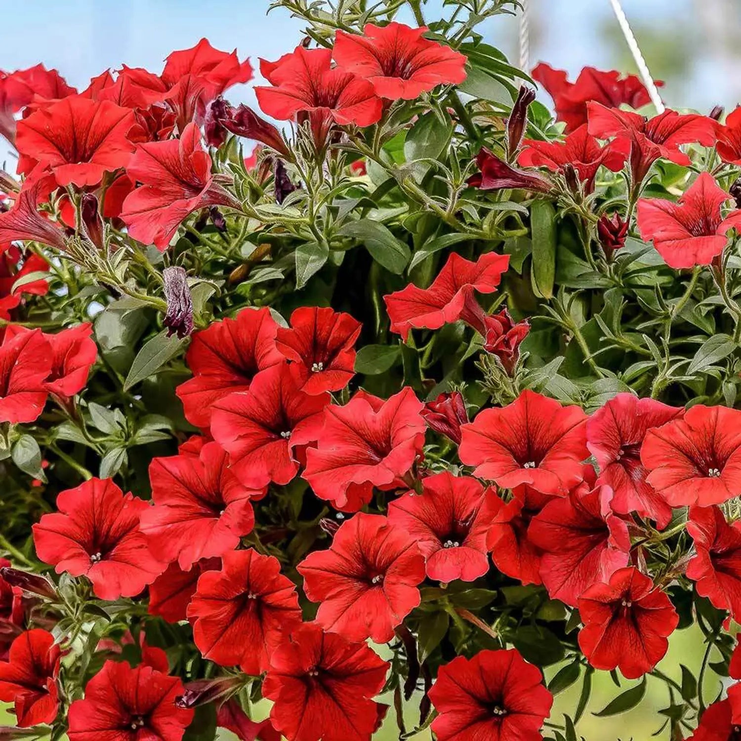 Rot Velour Blumensamen zur Aussaat – farbenfroh Schau – Traditionssorte & ohne Gentechnik Samen Hausgarten