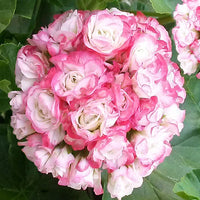 Geranie Apple Blossom Samen zur Aussaat leuchtend Garten Blüten