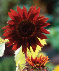 Marron Sonnenblume Blumensamen zur Aussaat leuchtend Traditionssorte & ohne Gentechnik Samen Hausgarten
