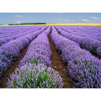 Lavendel Vera Blumensamen zur Aussaat saisonal Dauerblüher Traditionssorte & ohne Gentechnik Samen Hausgarten