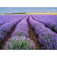 Lavendel Vera Blumensamen zur Aussaat saisonal Dauerblüher Traditionssorte & ohne Gentechnik Samen Hausgarten