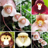 Monkey Face Orchidee Blume Samen zur Aussaat einzigartig & exotisch Blüten für Ihren Garten