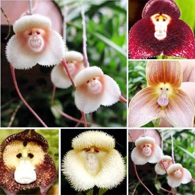 Monkey Face Orchidee Blume Samen zur Aussaat einzigartig & exotisch Blüten für Ihren Garten