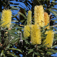 Gelb banksia blume samen for anpflanzung - perfect for borders, heirloom & gmo free samen for home garten
 
 sale samen for anpflanzung in home garten