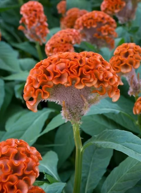 Celosia Blumensamen zur Aussaat – lang Blüte Saison – Traditionssorte & ohne Gentechnik Samen Hausgarten
