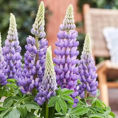 Lupine Blumensamen zur Aussaat – leuchtend Blüten Traditionssorte & ohne Gentechnik Samen Hausgarten