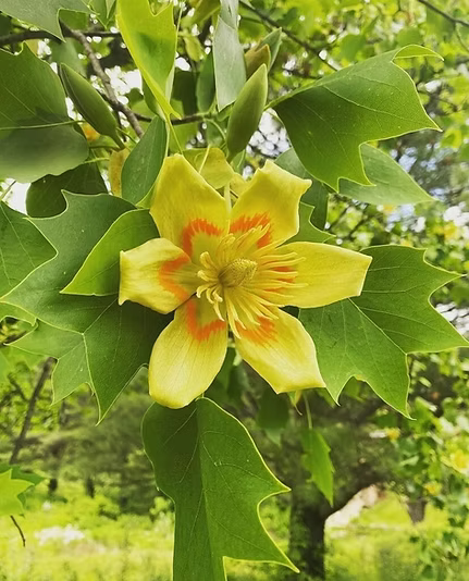 Liriodendron Blumensamen zur Aussaat – Drought verträglich – Traditionssorte & ohne Gentechnik Samen Hausgarten