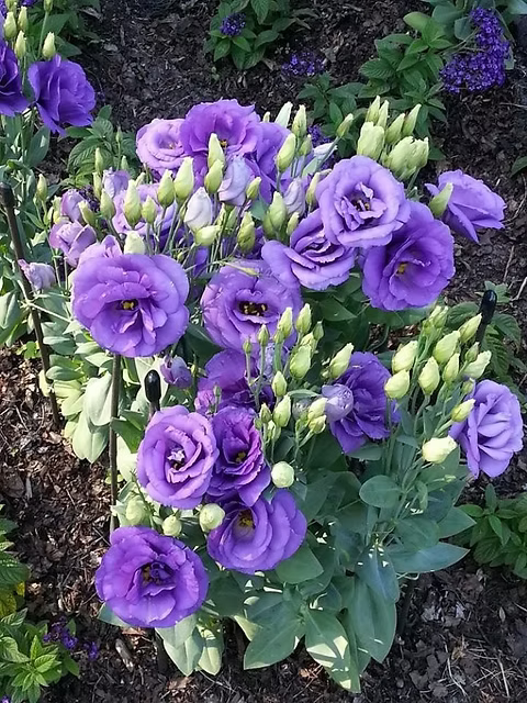 tief Blau Lisianthus (Lisianthus) Blumensamen zur Aussaat – robust Sorte – Traditionssorte & ohne Gentechnik Samen Hausgarten