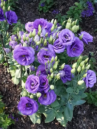 tief Blau Lisianthus (Lisianthus) Blumensamen zur Aussaat – robust Sorte – Traditionssorte & ohne Gentechnik Samen Hausgarten