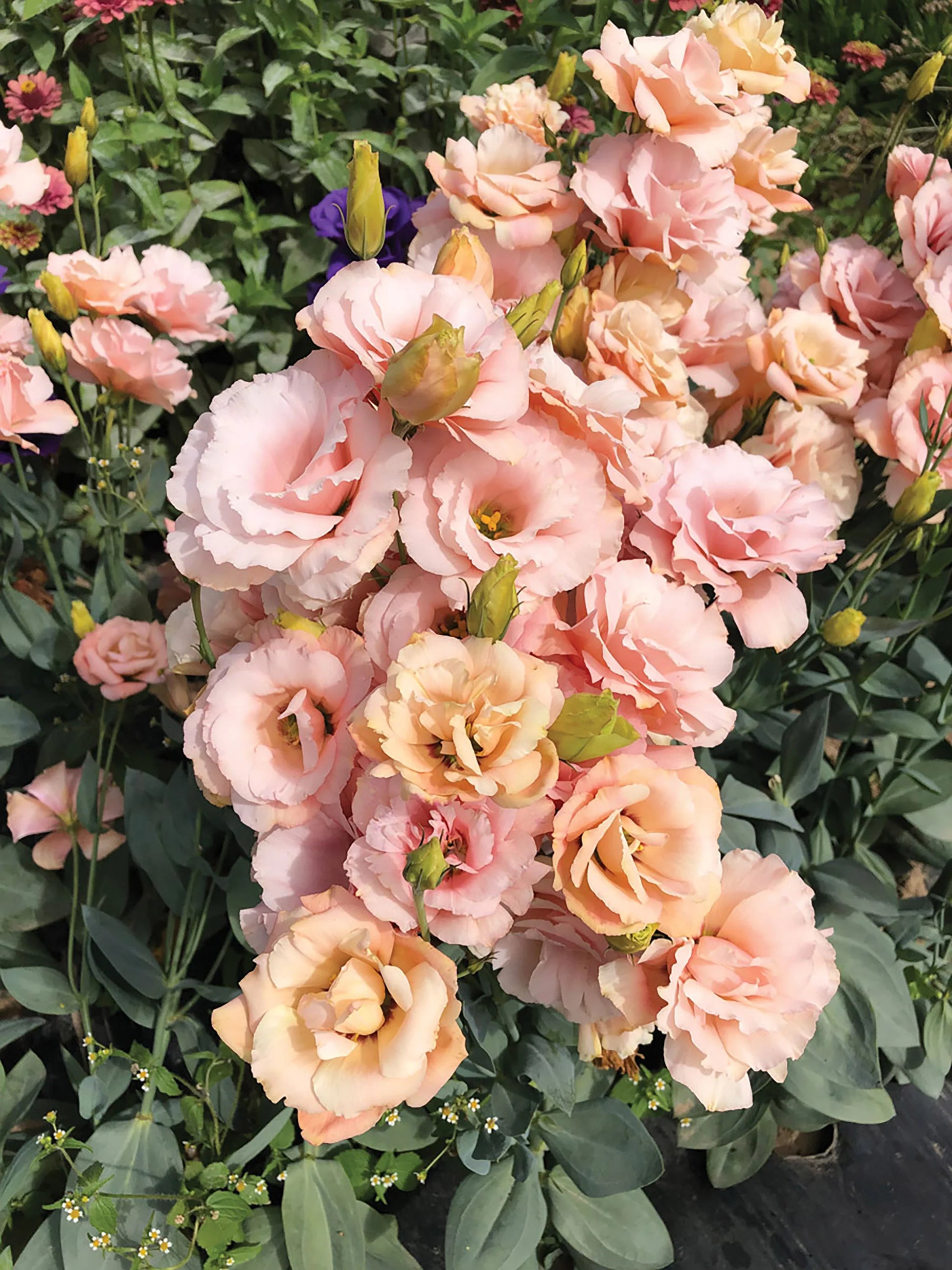 Lisianthus Blumensamen zur Aussaat – leuchtend Orange Blüten a Garten