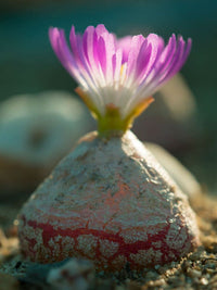 Conophytum burgeri succulent blume samen for anpflanzung - easy to grow, heirloom & gmo free samen for home garten
 
 sale samen for anpflanzung in home garten