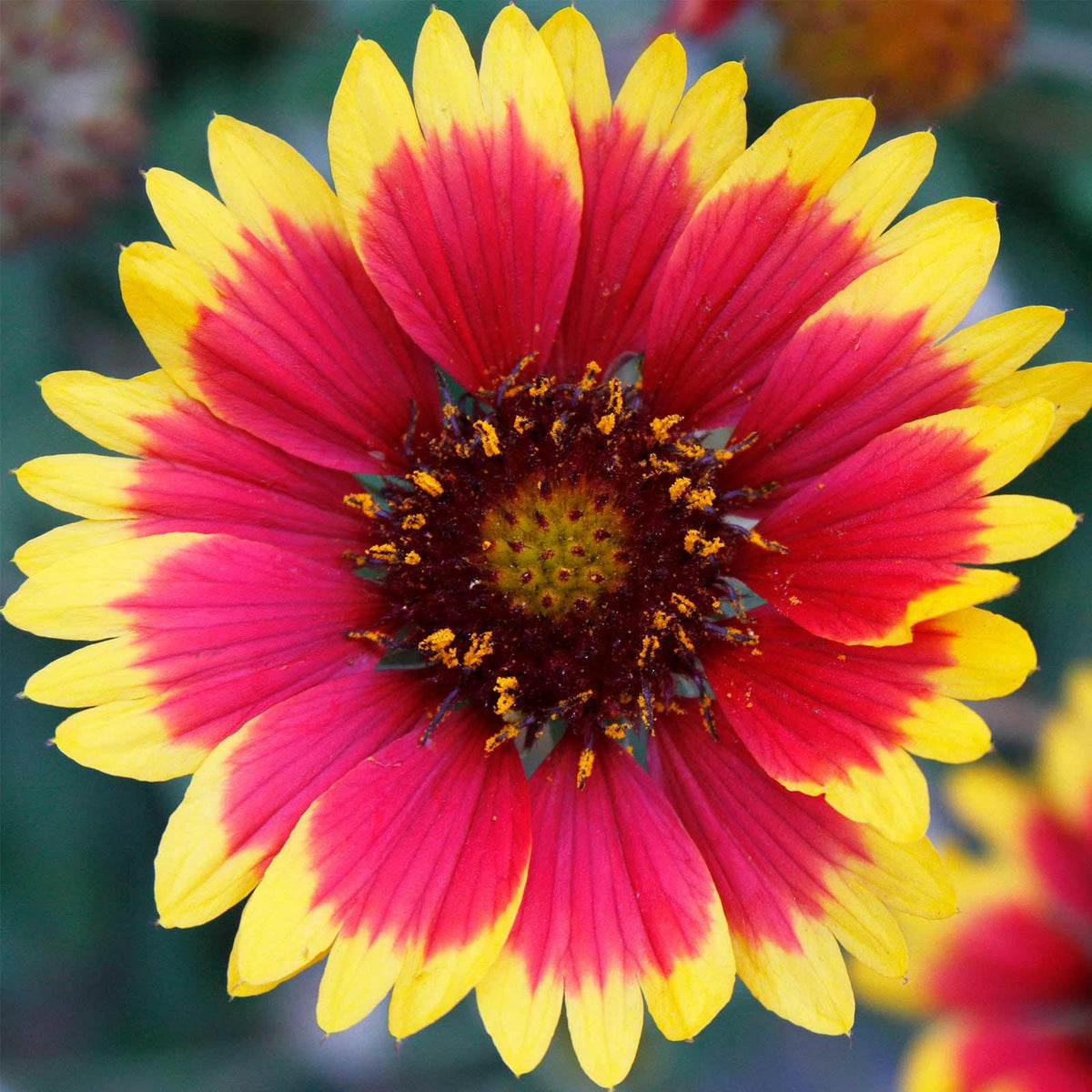 Gaillardia blume samen for anpflanzung drought tolerant heirloom & gmo free samen for home garten 
 
 sale for anpflanzung in home garten