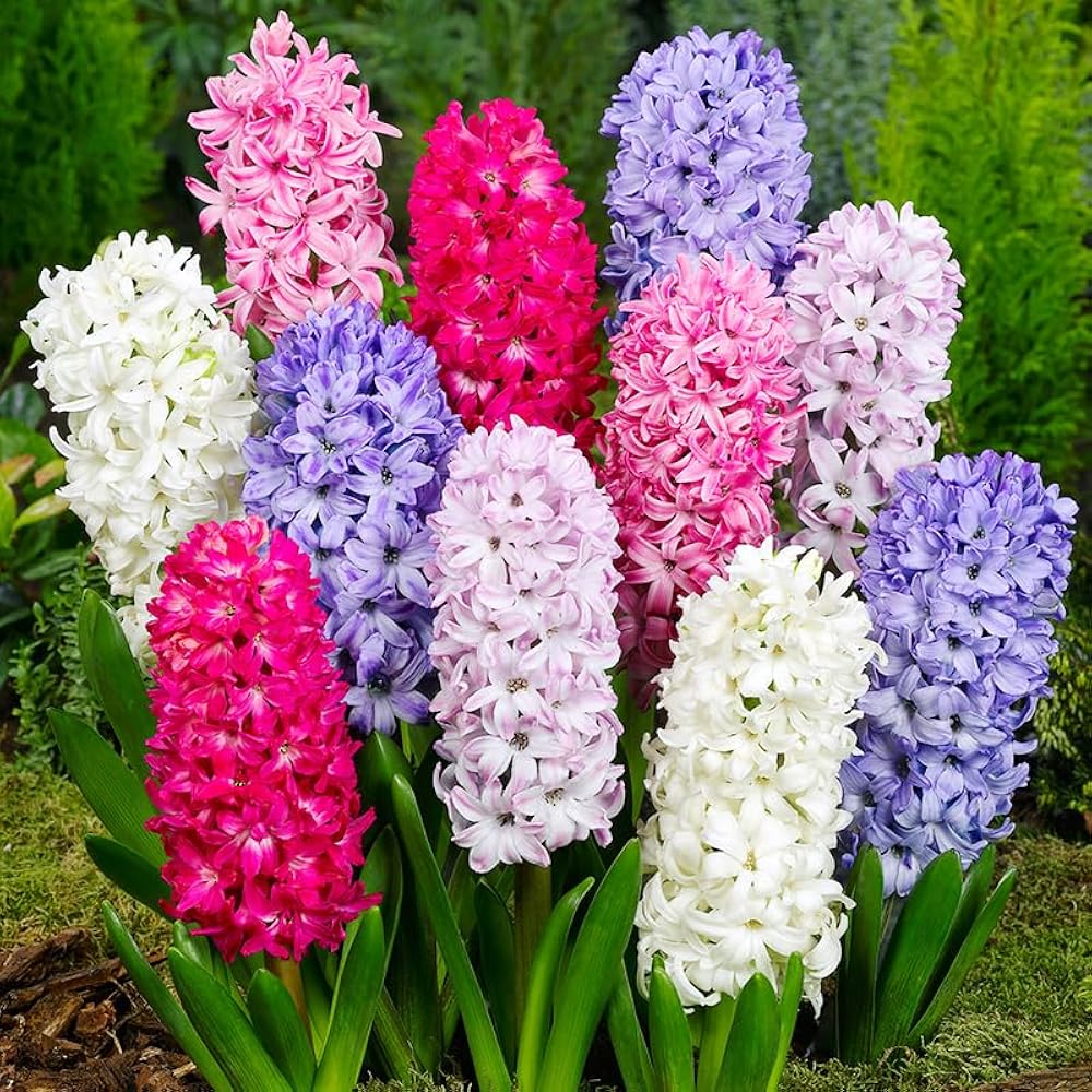 Hyacinths Blumensamen zur Aussaat kompakt Wuchs Traditionssorte & ohne Gentechnik Samen Hausgarten