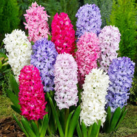 Hyacinths Blumensamen zur Aussaat kompakt Wuchs Traditionssorte & ohne Gentechnik Samen Hausgarten
