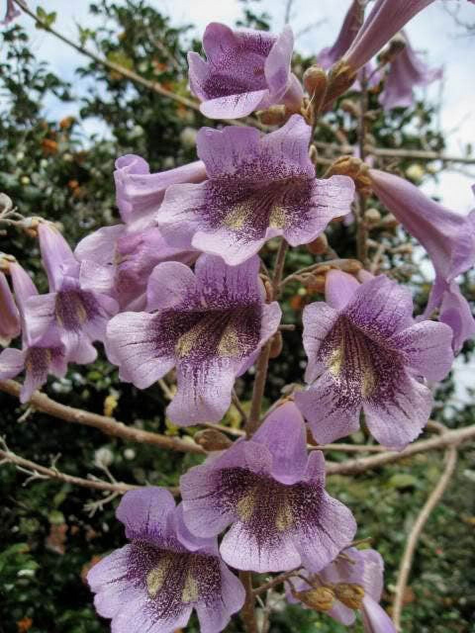 Royal Empress Paulownia tomentosa Blumensamen zur Aussaat Landscape