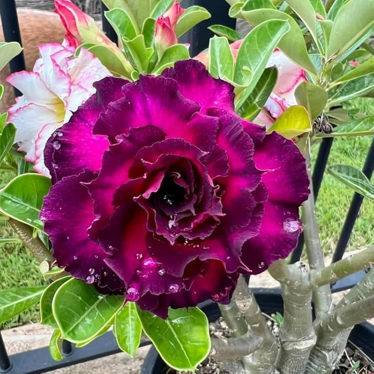 Violett Rosa Wüstenrose Obesum Blumensamen zur Aussaat sonnenliebend Traditionssorte & ohne Gentechnik Samen Hausgarten