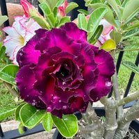 Violett Rosa Wüstenrose Obesum Blumensamen zur Aussaat sonnenliebend Traditionssorte & ohne Gentechnik Samen Hausgarten