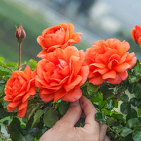 Full Orange kletternd Rose Blumensamen zur Aussaat – Anzucht – Traditionssorte & ohne Gentechnik Samen Hausgarten