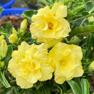 zart Gelb Wüstenrose Obesum Samen – Traditionssorte & ohne Gentechnik Desert Rose Haus Gärten