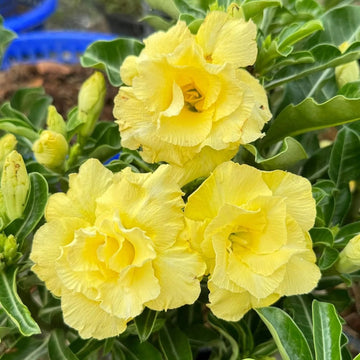 Gelb Wüstenrose Obesum Blumensamen zur Aussaat