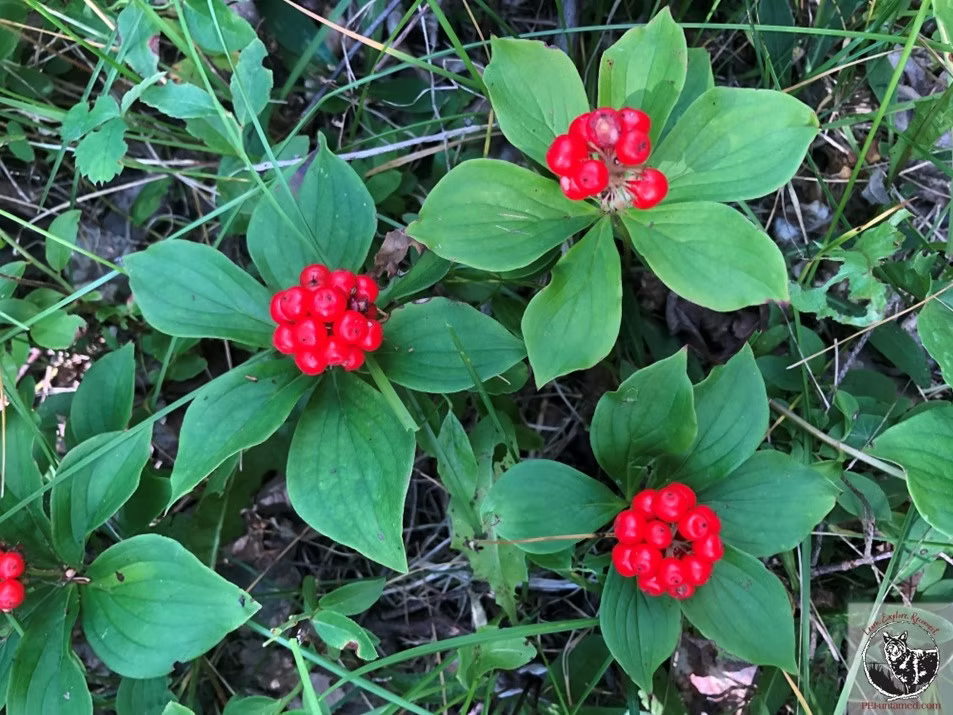 Bunchberry Blumensamen zur Aussaat Halbschatten verträglich Traditionssorte & ohne Gentechnik Samen Hausgarten