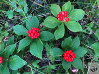 Bunchberry Blumensamen zur Aussaat Halbschatten verträglich Traditionssorte & ohne Gentechnik Samen Hausgarten