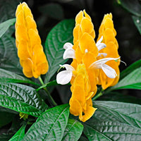 tief Blau Pachystachys Lutea Blumensamen zur Aussaat – saisonal Dauerblüher – Traditionssorte & ohne Gentechnik Samen Hausgarten